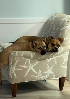 Photo of Dogs